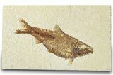 Detailed Fossil Fish (Knightia) - Wyoming #318588-1